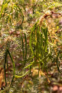 Mesquite (Prosopis glandulosa) in the Oasis of Mara