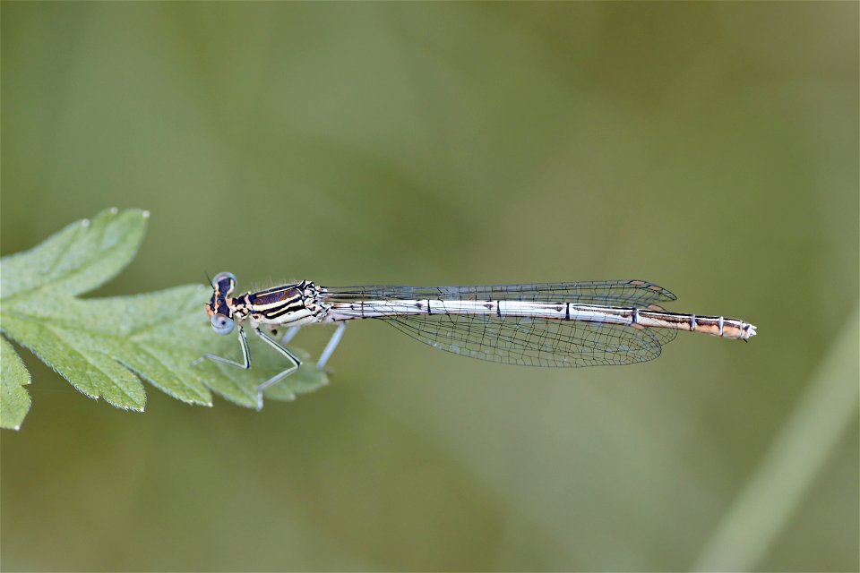 A Platycnemis from Dumitru Rascanu Park, Chisinau