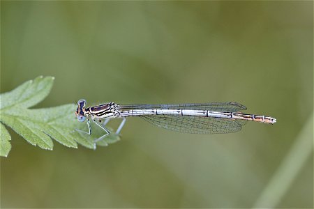 A Platycnemis from Dumitru Rascanu Park, Chisinau