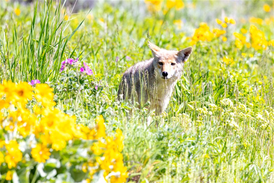 Coyote hunting sequence (2)