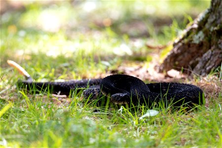 Timber Rattlesnake in Meadow photo