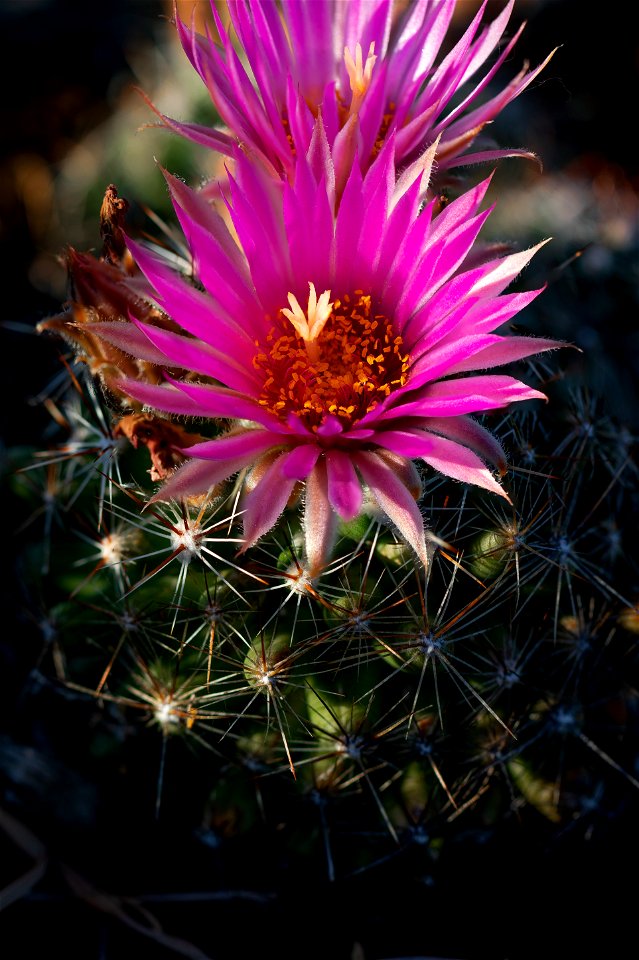 Blooming ball cactus