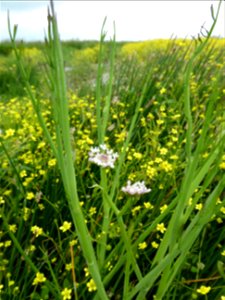 Oenanthe fistulosa L., 1753
