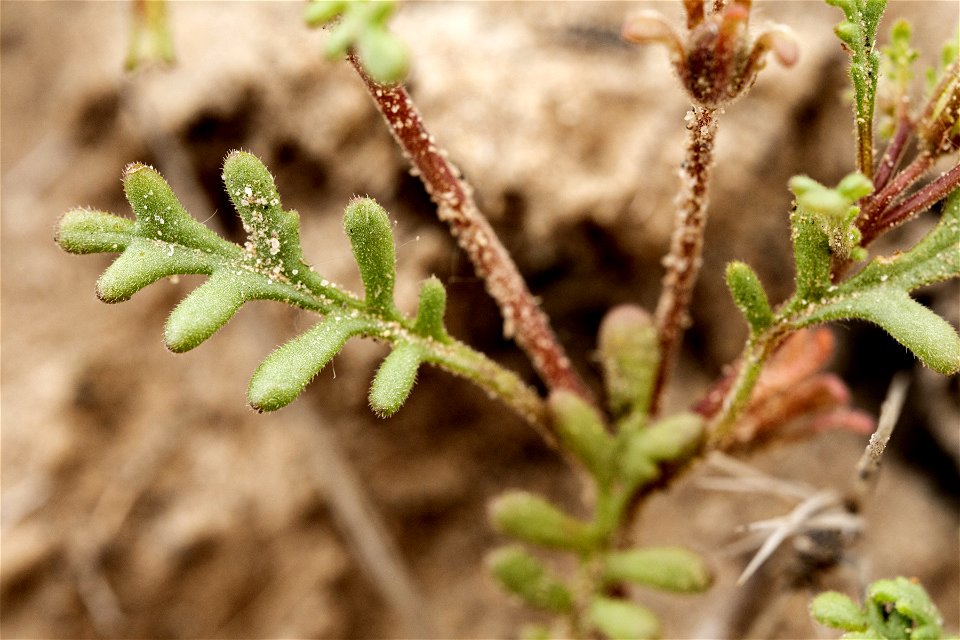 Phacelia ivesiana
