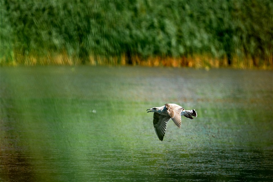 Low Level Dash photo