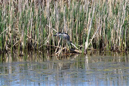 Black-crowned Night Heron Lake Andes Wetland Management District South Dakota