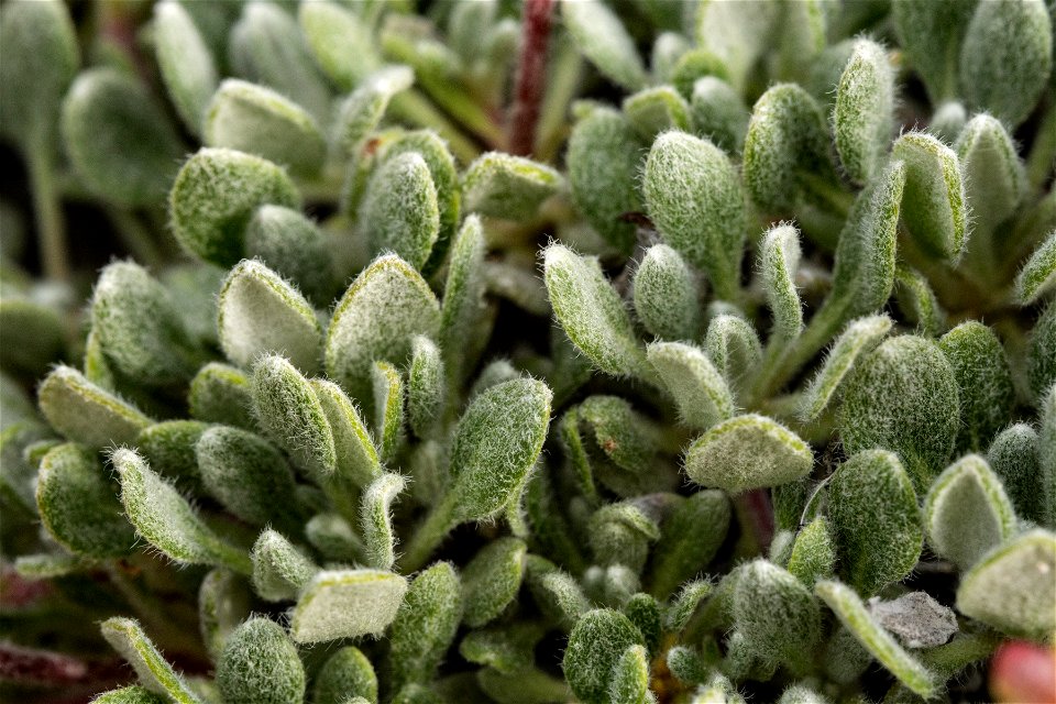 Eriogonum caespitosum