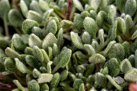 Eriogonum caespitosum