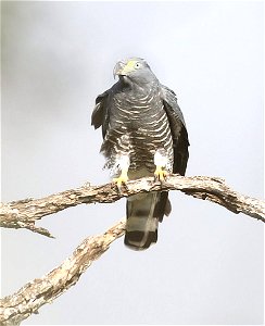 206 - HOOK-BILLED KITE (12-05-2022) bentsen rio grande state park, palmview, hidalgo co, tx -07