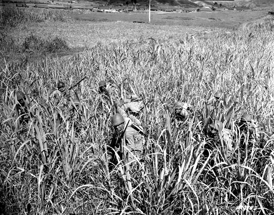 SC 170583 - Photo shows squad of soldiers in sugar cane field during an alert. Puerto Rico. 13 February, 1943.