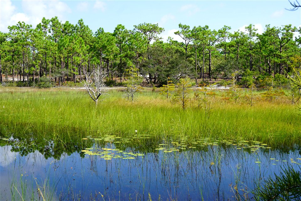 scene cypress pond Carolina Beach SP KG (7)