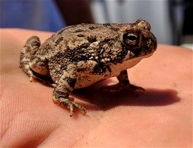 Fowler's Toad photo