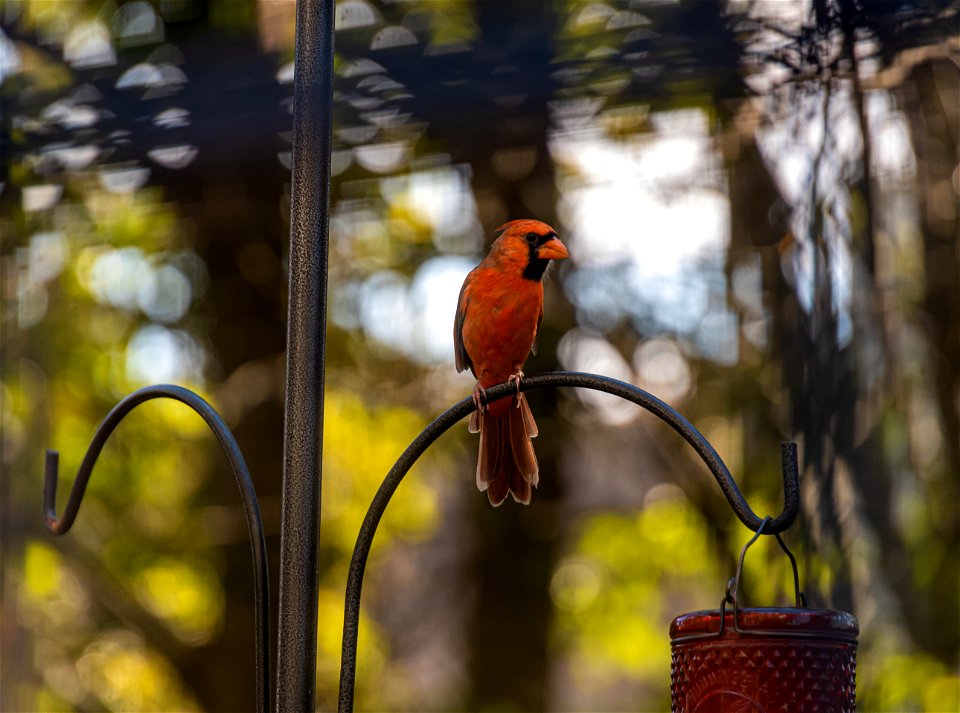 Day 283 - "In order to see birds, it is necessary to become a part of the silence." - Robert Lynd photo