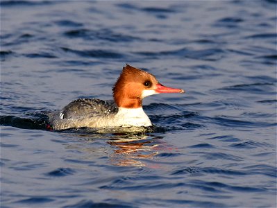 Common merganser at Seedskadee National Wildlife Refuge