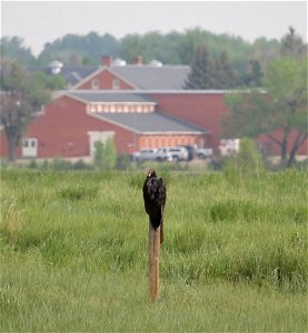 turkey vulture