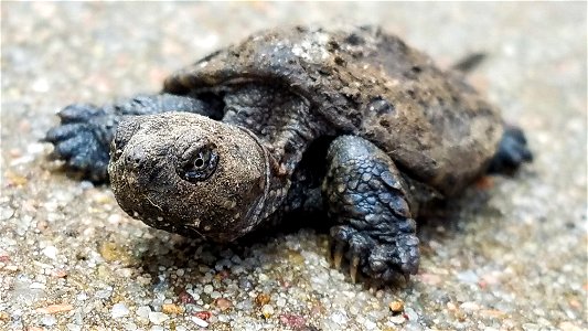 Young Snapping Turtle Lake Andes Wetland Management District South Dakota photo