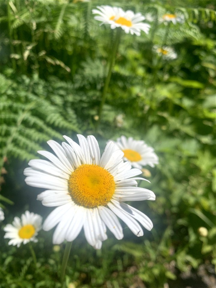 Flowers at Big 4, Mt. Baker-Snoqualmie National Forest. Photo by Sydney Corral June 29, 2021