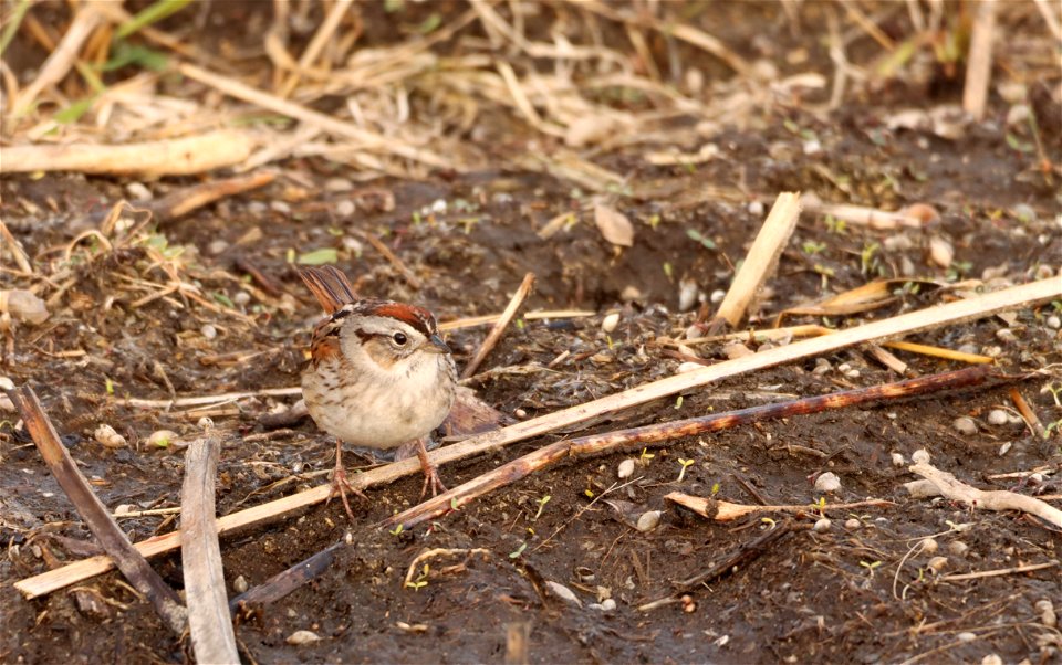 Swamp Sparrow Huron Wetland Management District
