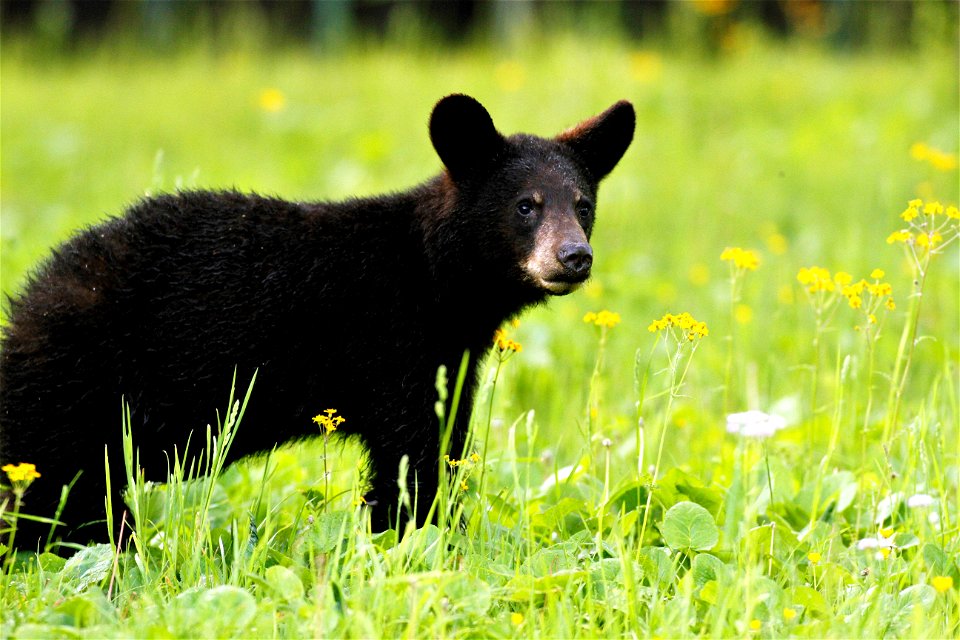 Black Bear with Wildflowers