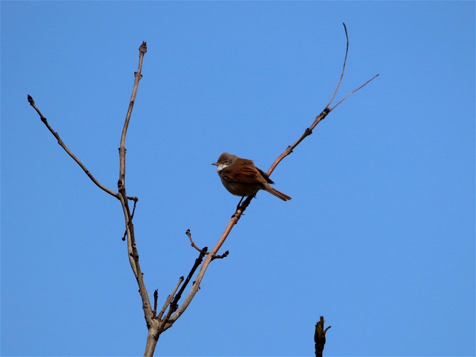 Whitethroat 1 photo