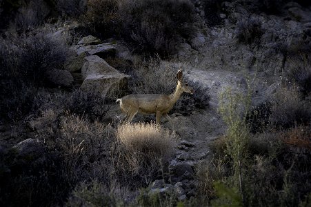 Southern mule deer (Odocoileus hemionus fuliginatus) near Cottonwood Springs