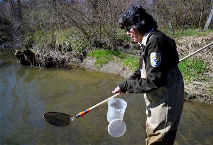 Mary Henson collecting non-target species during the Conneaut Creek sea lamprey treatment. photo