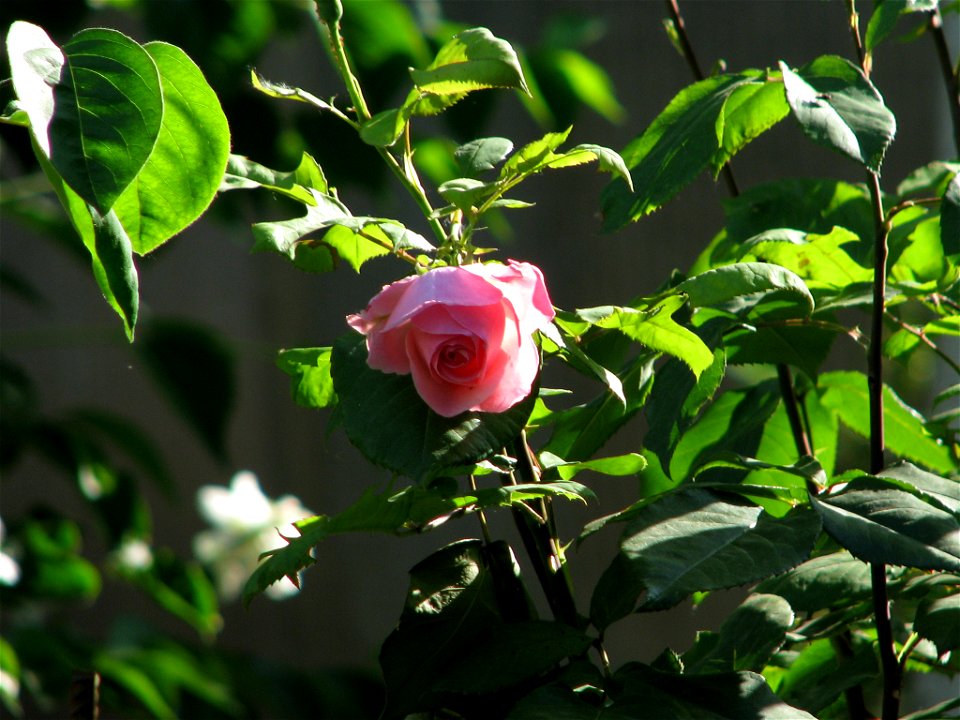flAviatiei2009_0521_073354