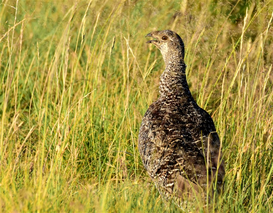 Greater sage-grouse at Seedskadee National Wildlife Refuge