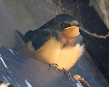 669 - BARN SWALLOW (8-21-2021) immature, humboldt co, ca -03 (1)