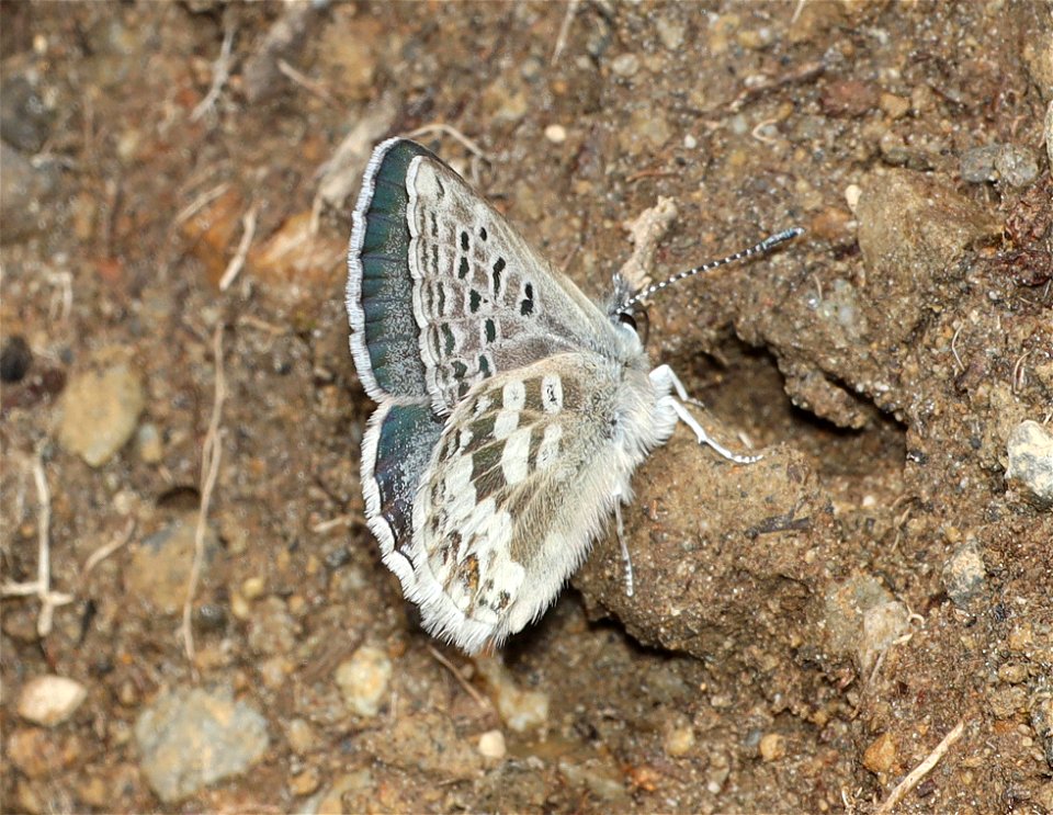 BLUE, ARCTIC (Agriedes glandon) (07-17-2022) hart pass-slate peak, okanogan co, wa -01