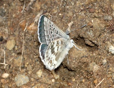 BLUE, ARCTIC (Agriedes glandon) (07-17-2022) hart pass-slate peak, okanogan co, wa -01