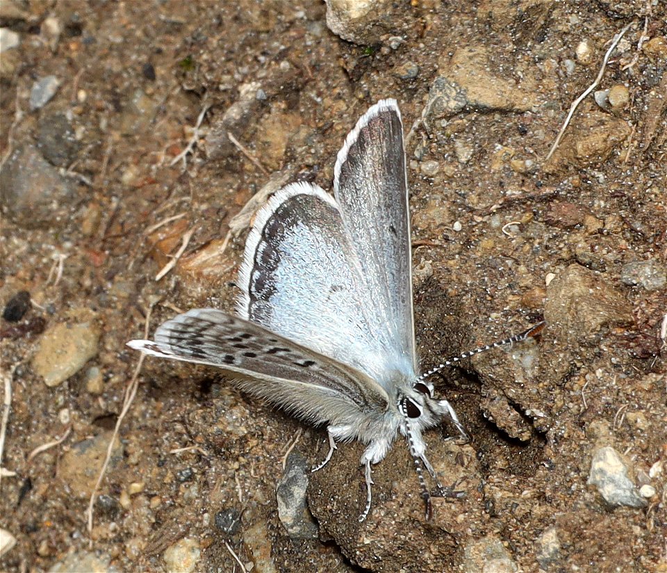 BLUE, ARCTIC (Agriedes glandon) (07-17-2022) hart pass-slate peak, okanogan co, wa -03