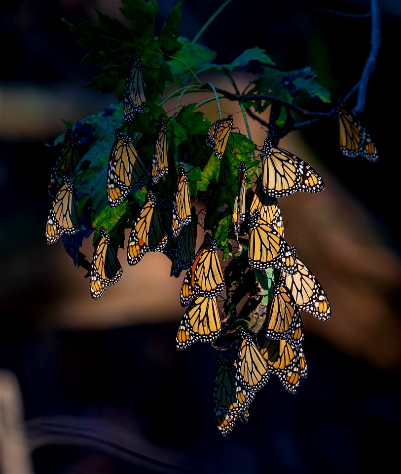 Monarch butterflies roosting