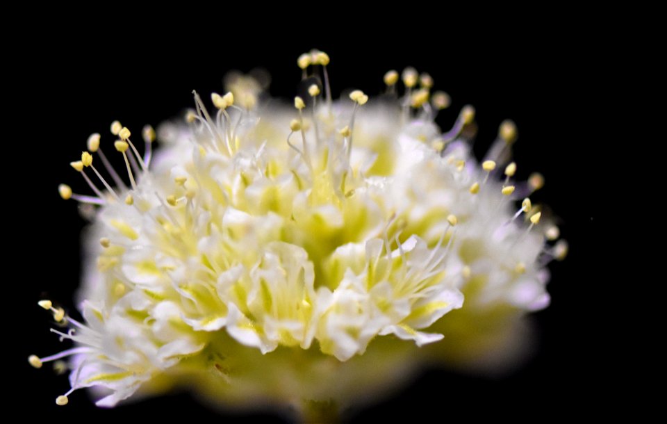 Tiehm's buckwheat set against black background