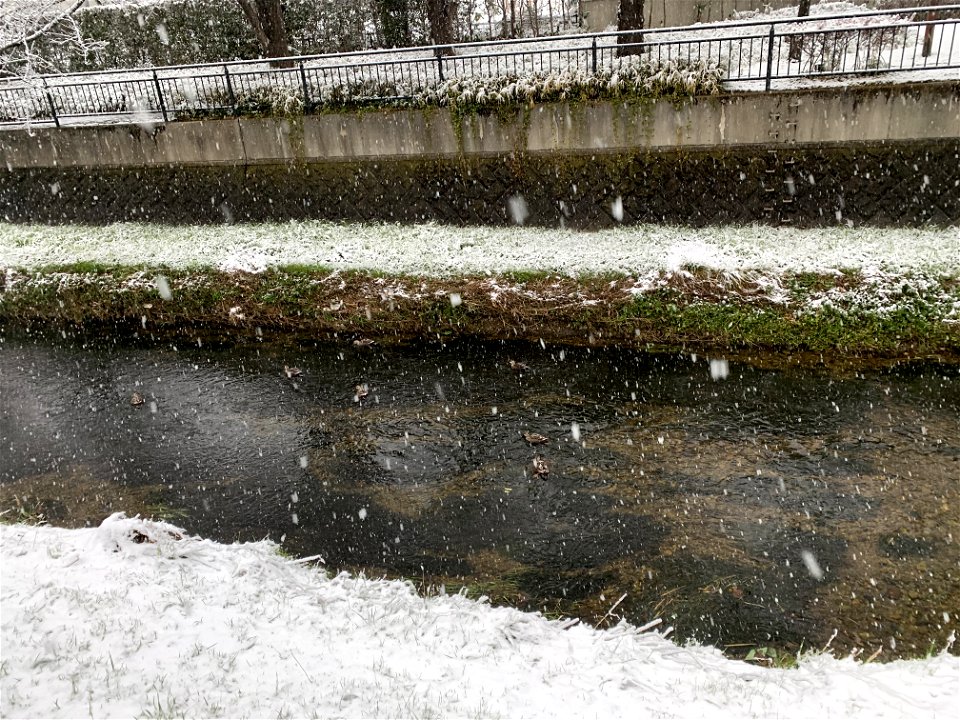 Kurome River in Saiwaicho, Higashikurume-shi