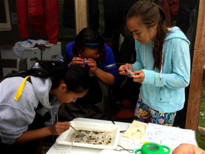 Identifying aquatic insects
