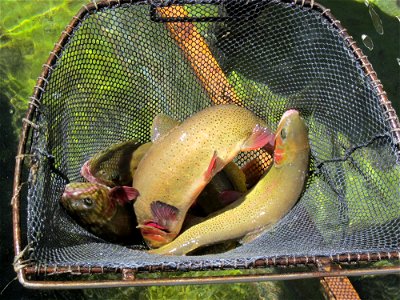 Snake River Cutthroat Trout Broodstock