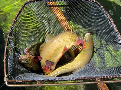 Snake River Cutthroat Trout Broodstock photo