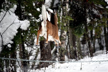 White-tailed deer jumping photo