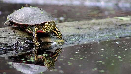 Western Painted Turtle vs Mosquitoes photo