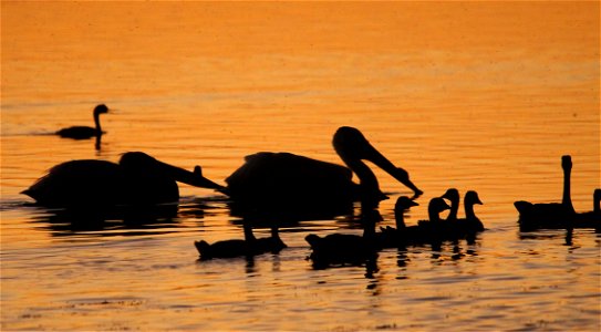 Bear River Birds at Sunset