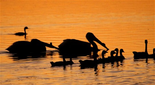 Bear River Birds at Sunset photo