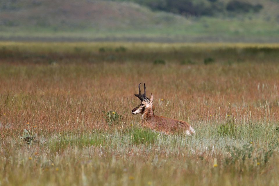 Pronghorn on the National Elk Refuge