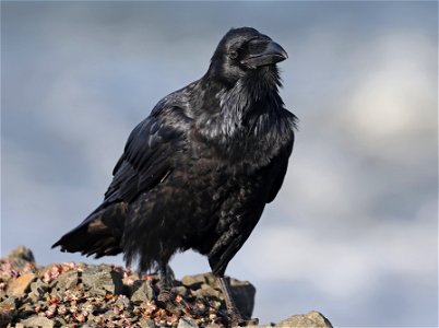 653 - COMMON RAVEN (10-22-2022) crescent city, del norte co, ca -01
