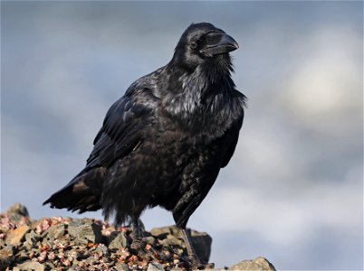 653 - COMMON RAVEN (10-22-2022) crescent city, del norte co, ca -01 photo