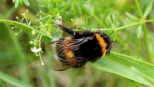 Bombus terrestris (Dunkle Erdhummel) dorsal