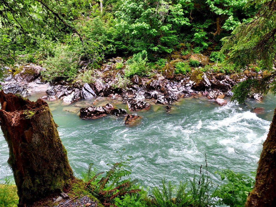 Stillaguamish River near Verlot, Mt. Baker-Snoqualmie National Forest. Photo by Anne Vassar June 9, 2021.