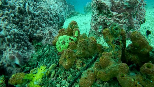 Profile Frogfish Tayrona National Park Diving Taganga Colombia