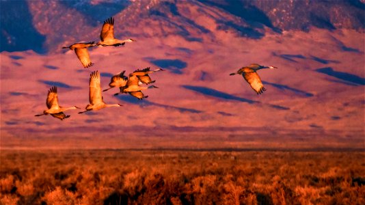 Sandhill Cranes Flying in front of the Dunes