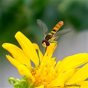 Tufted Globetail photo